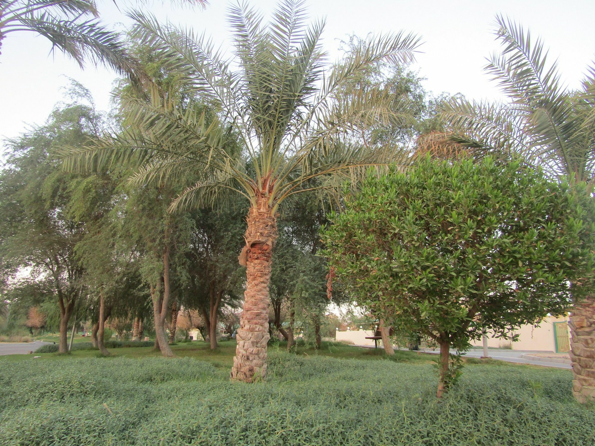 Green Mubazzarah Chalets al-Ain Exterior foto